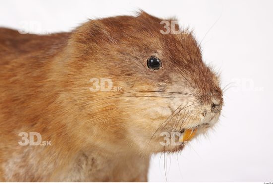 Whole Body Head Muskrat Animal photo references