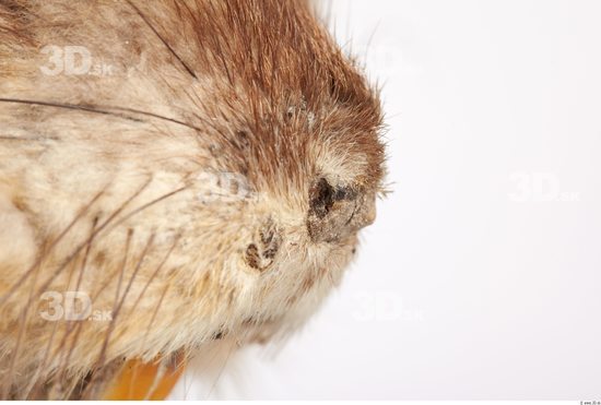Nose Whole Body Muskrat Animal photo references