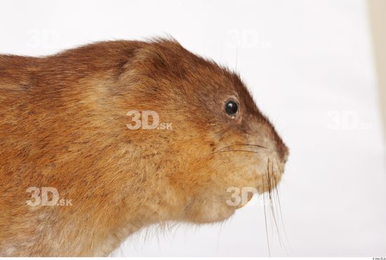 Whole Body Head Muskrat Animal photo references