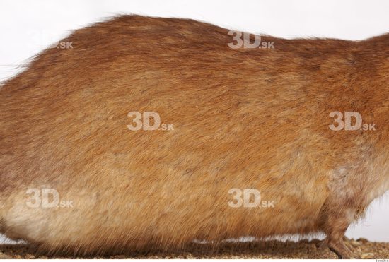 Belly Whole Body Muskrat Animal photo references