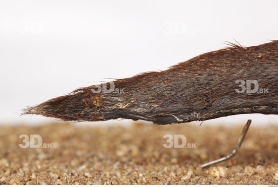 Whole Body Tail Muskrat Animal photo references