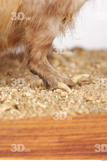 Leg Whole Body Muskrat Animal photo references