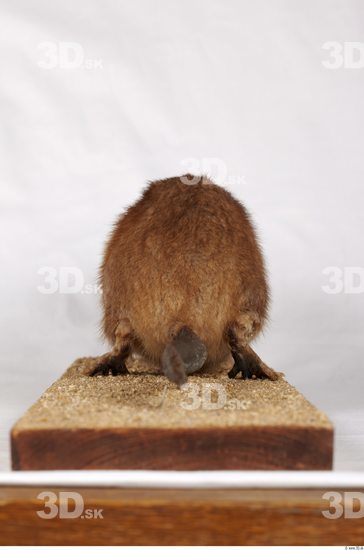 Whole Body Bottom Muskrat Animal photo references