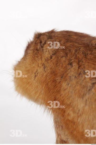 Ear Whole Body Head Muskrat Animal photo references