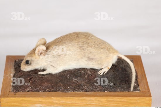 Whole Body Mouse