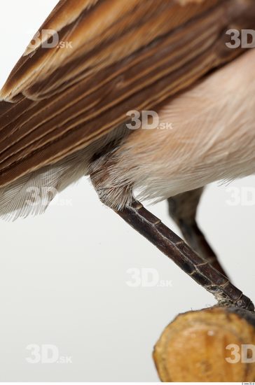 Leg Bird