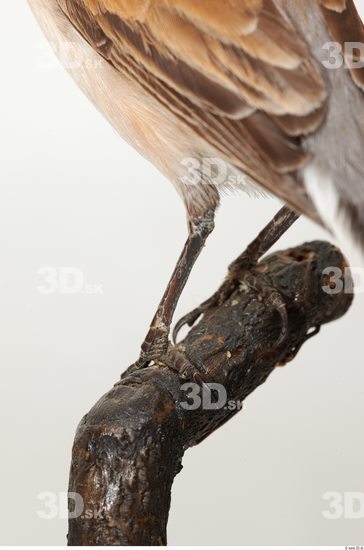 Leg Bird