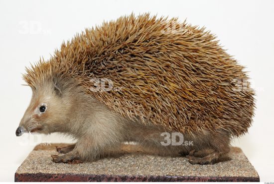 Whole Body Hedgehog