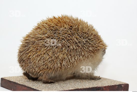 Whole Body Hedgehog