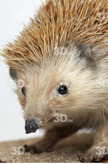 Head Hedgehog