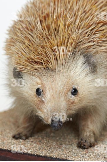 Head Hedgehog