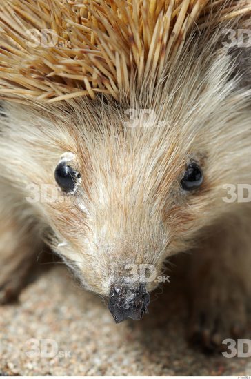 Face Hedgehog