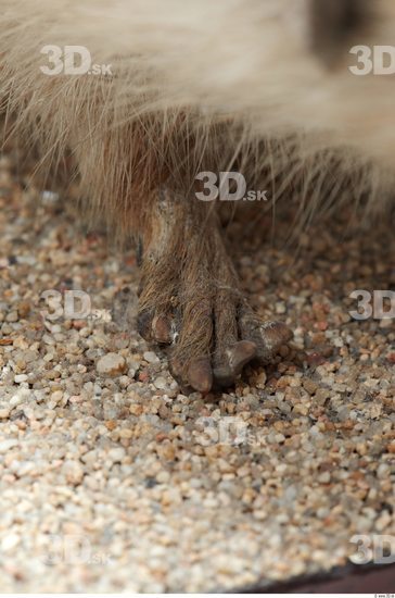 Foot Hedgehog