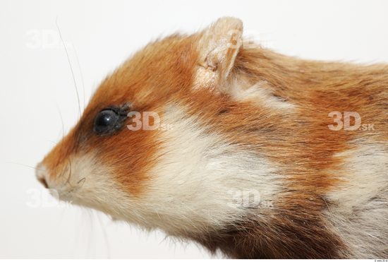 Head Hamster