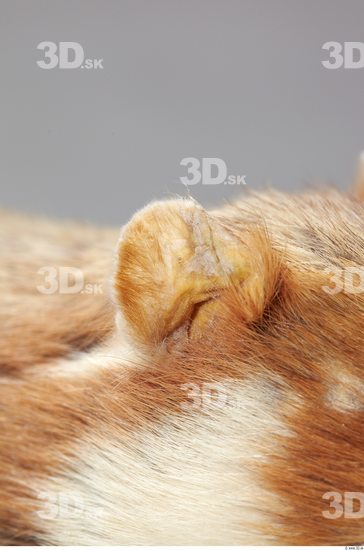 Ear Hamster
