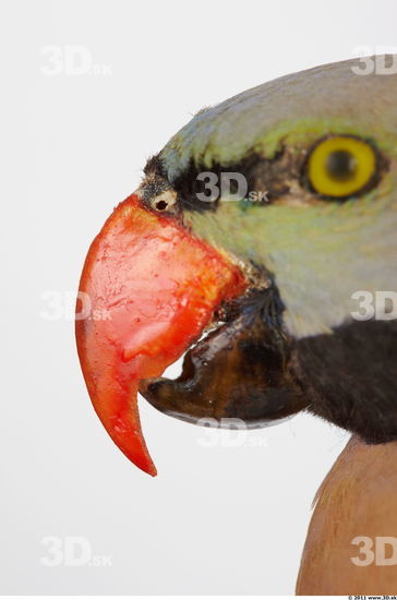Mouth Parrot