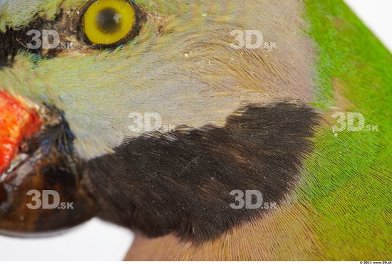Skin Parrot