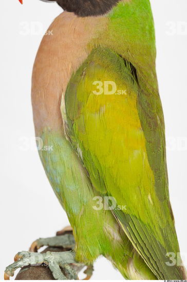 Arm Parrot