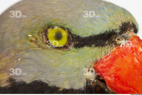 Eye Parrot