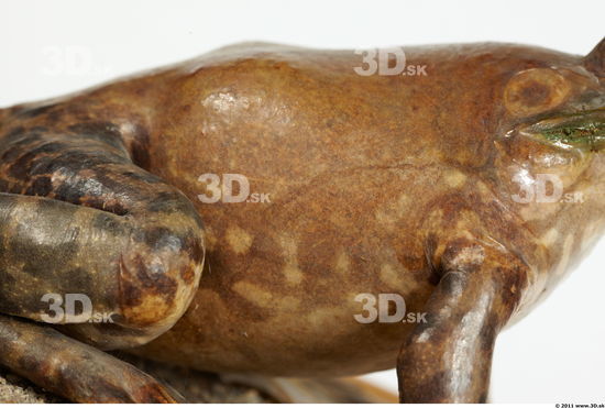 Belly Bullfrog