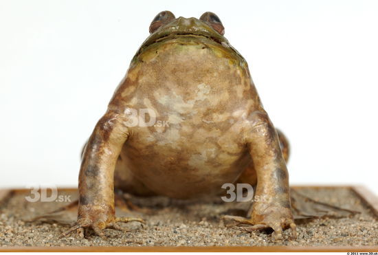 Upper Body Bullfrog