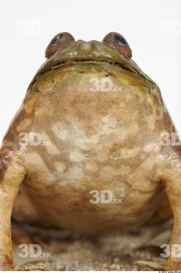 Chest Bullfrog