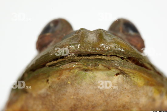 Mouth Bullfrog