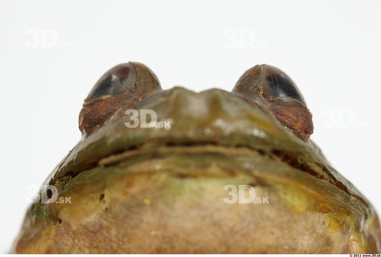 Eye Bullfrog