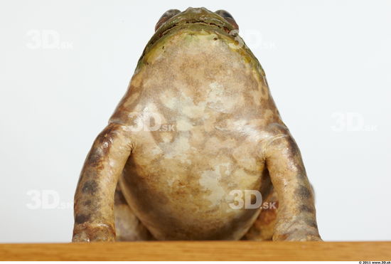 Upper Body Bullfrog