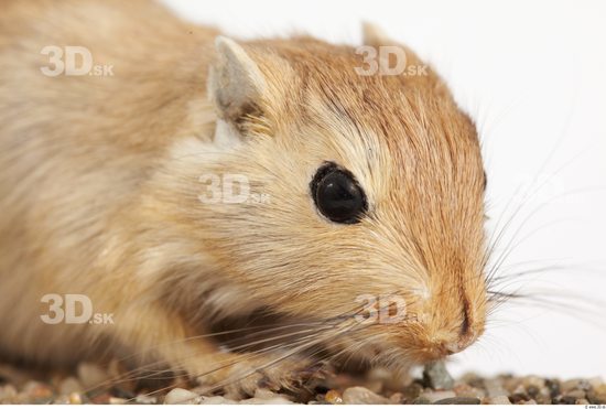 Head Gerbil