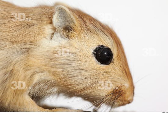 Head Gerbil