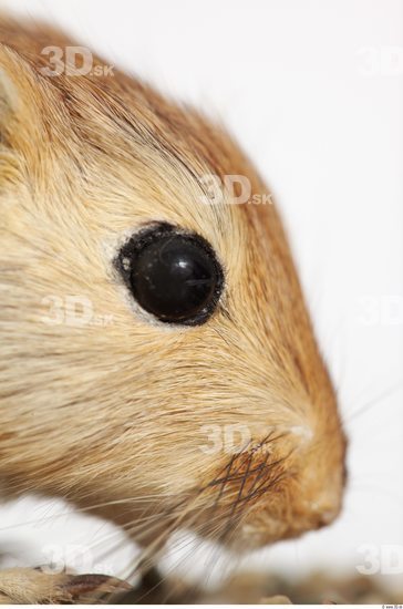 Eye Gerbil