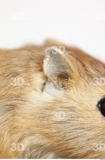 Ear Gerbil