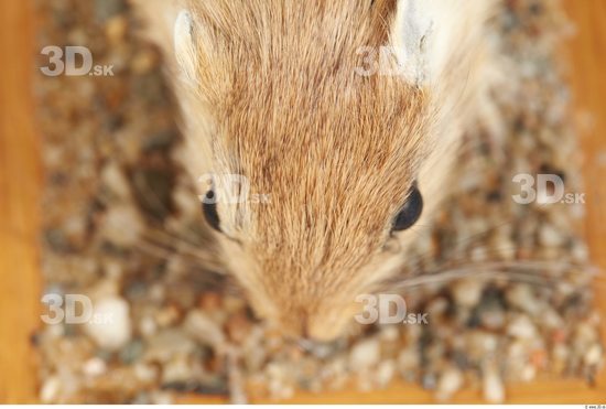 Nose Gerbil