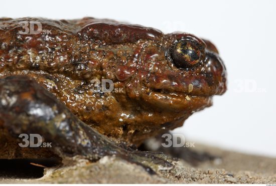 Head Toad