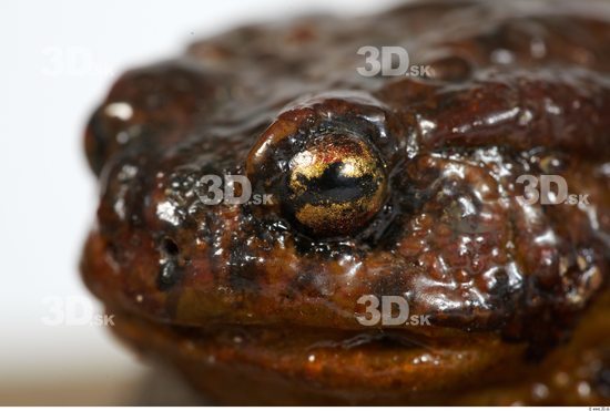 Eye Toad