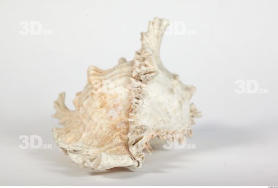 Whole Body Seashell