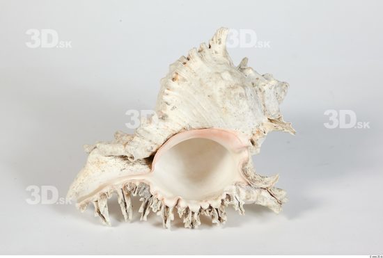 Whole Body Seashell