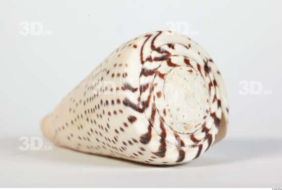 Whole Body Seashell