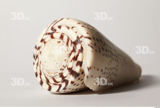 Whole Body Seashell