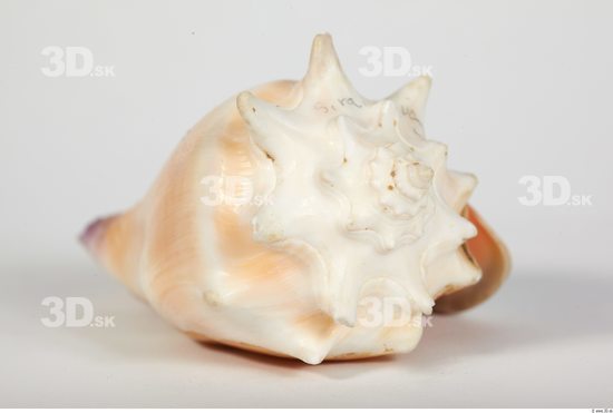 Whole Body Seashell