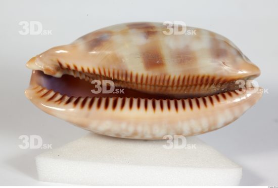 Whole Body Seashell