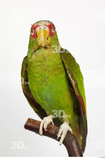 Whole Body Parrot