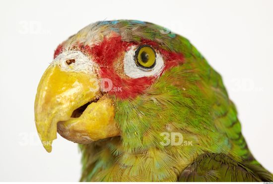 Head Parrot