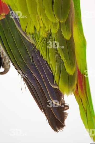 Tail Parrot