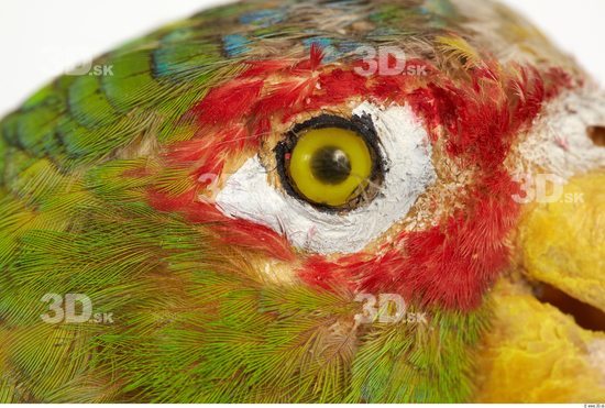 Eye Parrot