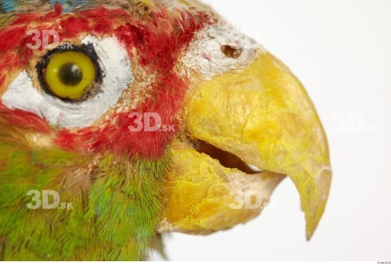 Mouth Parrot