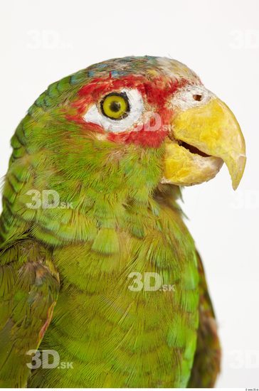 Head Parrot