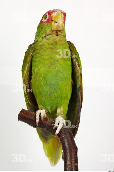 Whole Body Parrot