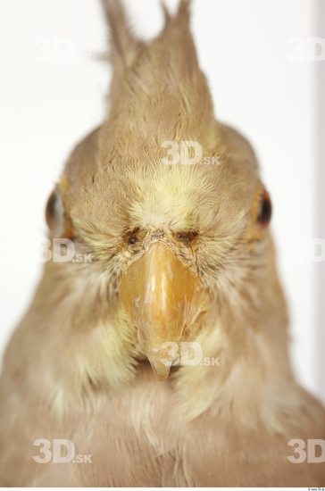 Head Cockatiel